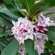 EARLY-FLOWERING DAPHNE (Daphne × burkwoodii) "Perfume Princess"