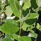 Feijoa sellowiana (PINEAPPLE GUAVA)