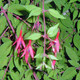 YELLOW HARDY FUCHSIA (Fuchsia magellanica) "Aurea"