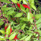 YELLOW HARDY FUCHSIA (Fuchsia magellanica) "Aurea"