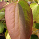 SEVEN-SONS PLANT Heptacodium miconioides