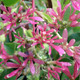 SEVEN-SONS PLANT Heptacodium miconioides