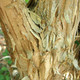 SEVEN-SONS PLANT Heptacodium miconioides