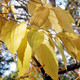 SEVEN-SONS PLANT Heptacodium miconioides