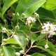 SEVEN-SONS PLANT Heptacodium miconioides