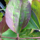 SEVEN-SONS PLANT Heptacodium miconioides