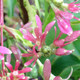 SEVEN-SONS PLANT Heptacodium miconioides