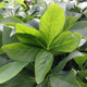 Helleborus Winter Jewels® 'Cherry Blossom' (LENTEN ROSE)