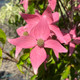 PINK-FLOWERING DOGWOOD Cornus kousa (Scarlet Fire)
