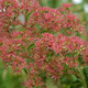SEVEN SON FLOWER Heptacodium miconioides (Temple of Bloom)