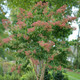 SEVEN SON FLOWER Heptacodium miconioides (Temple of Bloom)