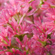 SEVEN SON FLOWER Heptacodium miconioides (Temple of Bloom)