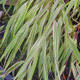 Hakonechloa macra 'Albostriata' (STRIPED FOREST GRASS)