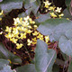 DEEP-YELLOW BISHOP'S HAT Epimedium perralchicum (Frohnleiten)
