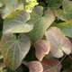 DEEP-YELLOW BISHOP'S HAT Epimedium perralchicum (Frohnleiten)