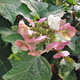 OAKLEAF HYDRANGEA Hydrangea quercifolia (Snow Queen)