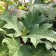 OAKLEAF HYDRANGEA Hydrangea quercifolia (Snow Queen)