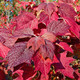 OAKLEAF HYDRANGEA Hydrangea quercifolia (Snow Queen)