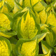 HOSTA "Island Breeze"