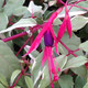 VARIEGATED HARDY FUCHSIA (Fuchsia magellanica) 'Variegata'