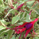 VARIEGATED HARDY FUCHSIA (Fuchsia magellanica) 'Variegata'