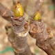 ITALIAN HONEY FIG Ficus carica (Lattarula)