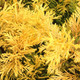 Cupressocyparis leylandii 'Gold Rider' (GOLD LEYLAND CYPRESS)