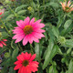 TRI-COLOR CONEFLOWER Echinacea Sombrero (Tres Amigos)