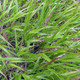 JAPANESE FOREST GRASS Hakonechloa macra (Beni Kaze)
