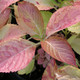 MOPHEAD HYDRANGEA Hydrangea macrophylla (Masja)