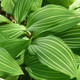 VARIEGATED LILY OF THE VALLEY Convallaria majalis (Variegata)