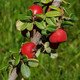 Cotoneaster microphyllus 'Cooperi' (LITTLELEAF COTONEASTER)