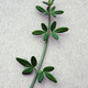 WINTER YELLOW JASMINE Jasminum nudiflorum