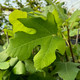 DWARF FIG Ficus carica (Fignomental)