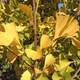 MALE GINKGO Ginkgo biloba (Magyar)