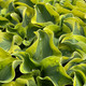 MINI HOSTA (Mini Skirt)