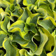 MINI HOSTA (Mini Skirt)