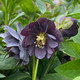 HELLEBORE Hellebore Winter Jewels (Slate Double)