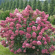 PEE GEE HYDRANGEA Hydrangea paniculata (Fire Light)