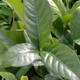 FRAGRANT GARDENIA Gardenia jasminoides (Summer Snow)