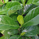 FRAGRANT GARDENIA Gardenia jasminoides (Summer Snow)
