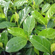 FRAGRANT GARDENIA Gardenia jasminoides (Summer Snow)