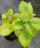 LACECAP HYDRANGEA (Hydrangea macrophylla) "Izu no hana"