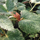 CORSICAN HELLEBORE Helleborus argutifolius (Pacific Frost)