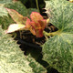 CORSICAN HELLEBORE Helleborus argutifolius (Pacific Frost)