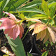 HELLEBORE Helleborus Winter Jewels® (Amber Gem)