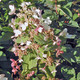 PEEGEE HYDRANGEA Hydrangea paniculata (Pink Diamond)