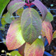 PEEGEE HYDRANGEA Hydrangea paniculata (Pink Diamond)