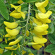 Laburnum anagyroides (GOLDENCHAIN TREE)