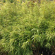 CLUMPING BAMBOO Fargesia rufa (Green Panda)
